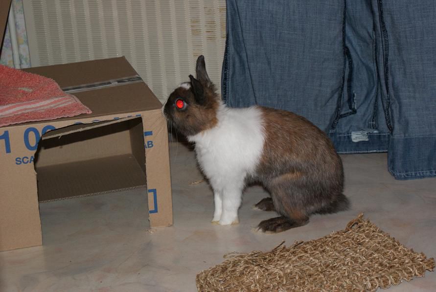 Des photos de Toupie mais aussi de mes deux lapins décédés : Chocolate et Mouchoir.