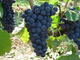 #Aleatico Producers Australia Vineyards 