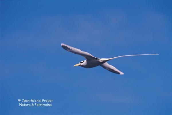 Pour l'ann&eacute;e 2006, l'association Nature &amp; Patrimoine a comptabilis&eacute; 42 oiseaux nicheurs :&nbsp; 19 indig&egrave;nes et 23 introduits. A travers les fiches Patrimoine &agrave; pr&eacute;server, nous vous proposons ici de d&eacute;couvrir les esp&egrave;ces end&eacute;miques de La R&eacute;union, puis les esp&egrave;ces indig&eacute;nes et enfin les fiches&nbsp; introduites.