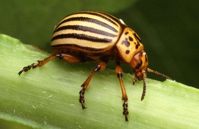 Doryphore - Leptinotarsa decemlineata