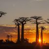 Madagascar : les baobabs en danger