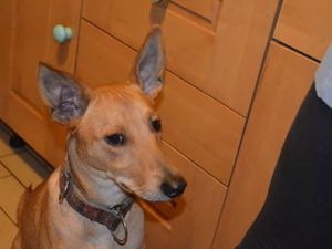 Choco petit  Podenco 10 mois...(adopté)