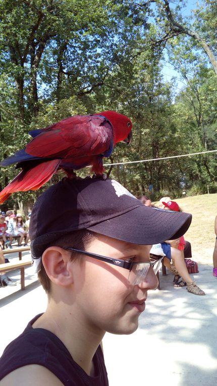 Le spectacle des oiseaux