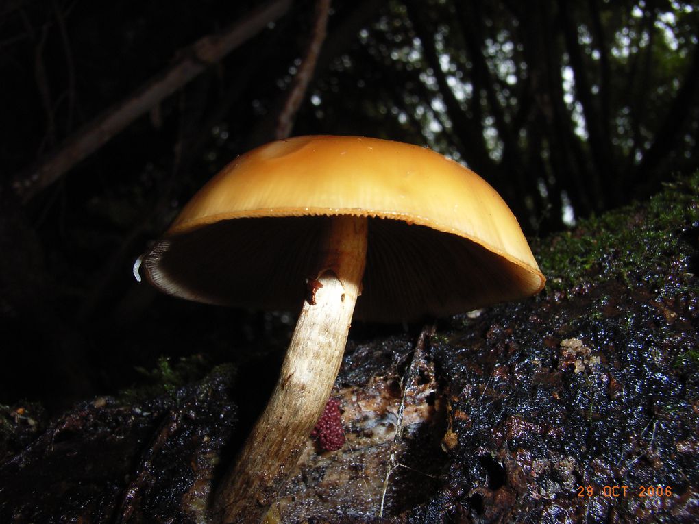 Album - Les-champignons