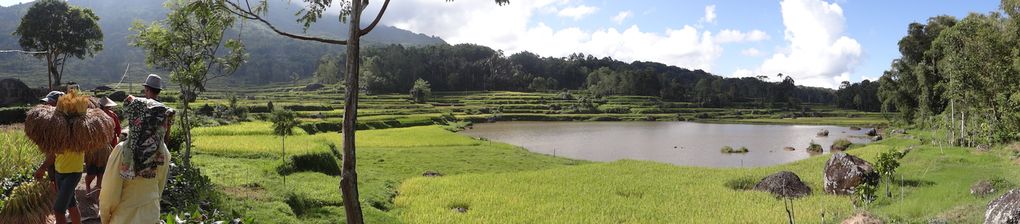 Album SULAWESI--FLORES. 2012