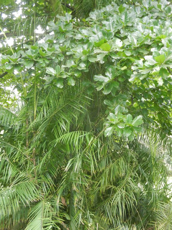 Limbé et ses plages, son parc botanique, son centre de la faune, son activité. Buea base pour le Mont Cameroun et le pont M'Fundi base pour le Nigeria