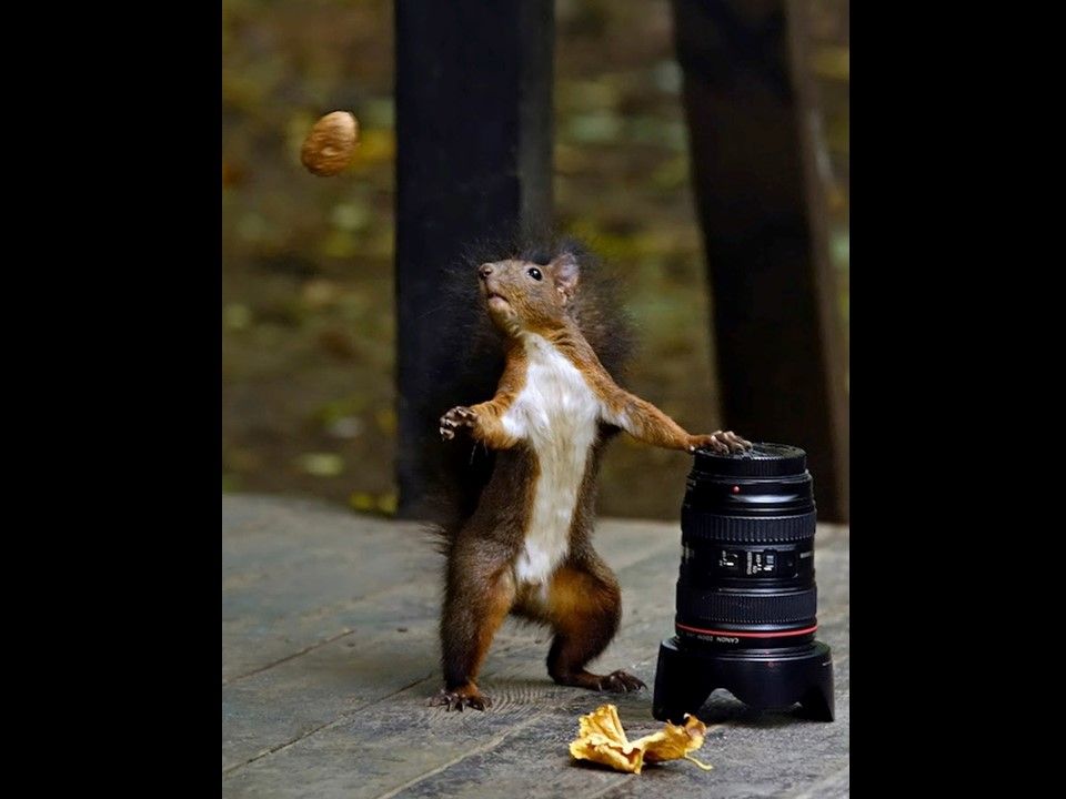 Divers - Il fallait l'attraper