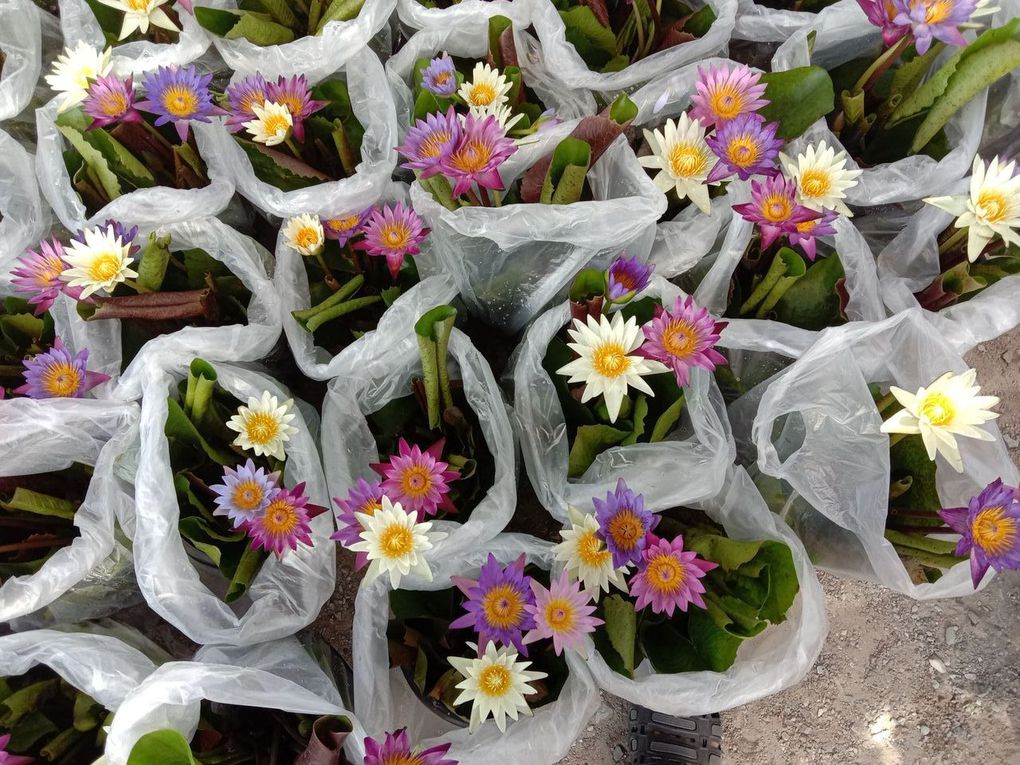 Hier au marché aux fleurs - Fleurs du jour (20-15)