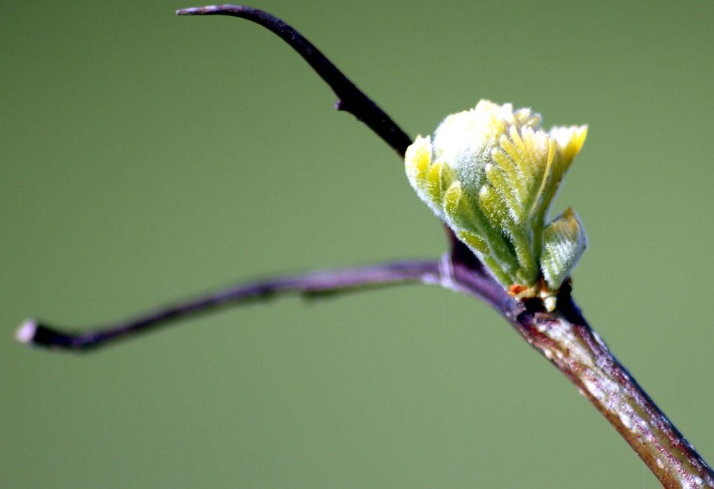 Photos diverses de fleurs et plantes de mon jardin, pour la plupart... en toutes saisons.