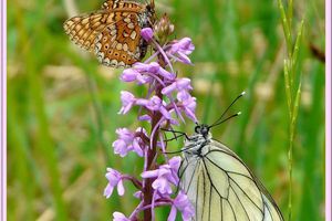 Gymnadenia conopsea et ses hôtes