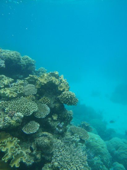 Album - Great Barrier Reef