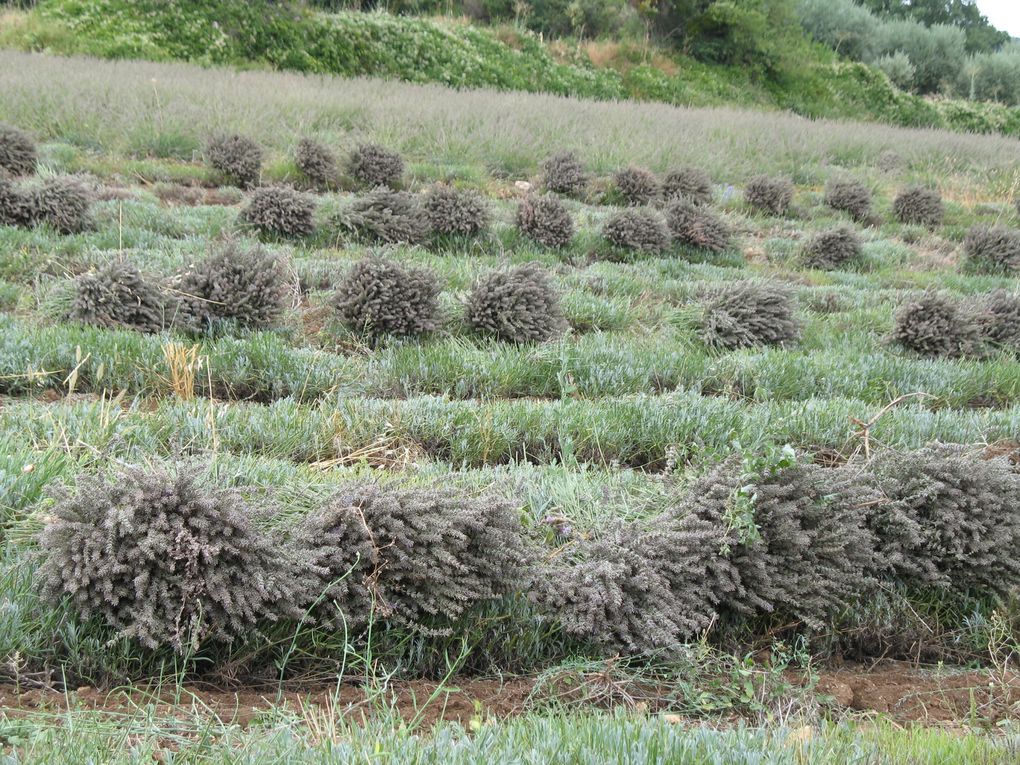 jardin potager et de fleurs, fleurs de montagne et de bord de  mer