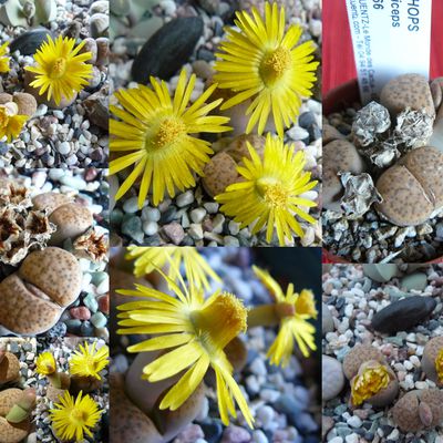 lithops premières floraison