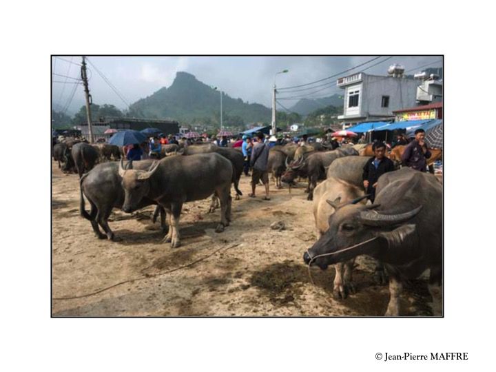 Tenu le Dimanche, le marché de Bac Ha est un rendez-vous attendu des minorités locales ainsi que de 14 ethnies qui peuplent les alentours.