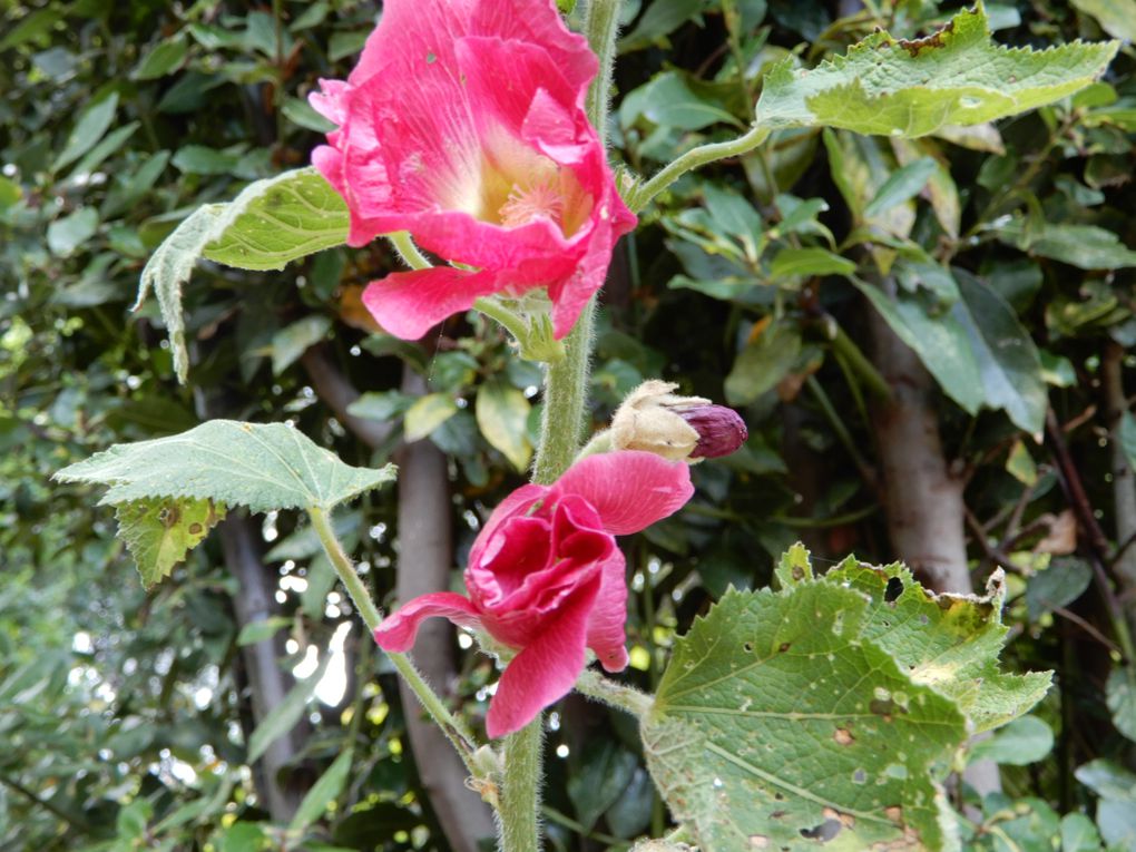 La ronde des roses trémières
