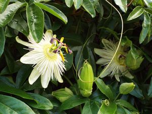 Passiflora caerulea 'Constance Elliot' 