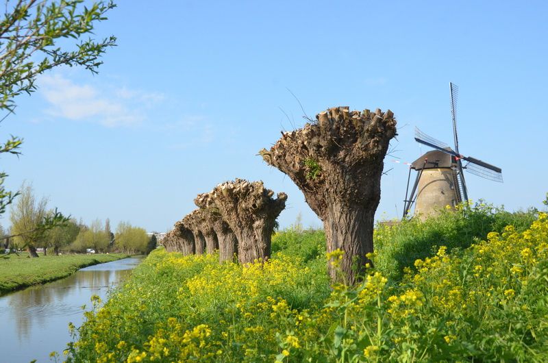 Les 19 moulins à vent de Kinderdijk sont inscrits sur la liste du patrimoine mondial de l’UNESCO .TSD,1/5/2013