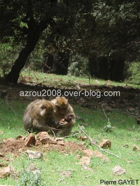 macaques de Barbarie (Macaca sylvanus) ou singe magot, dans une forêt de cèdres du moyen-Atlas marocain