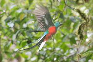 Deux semaines au royaume du quetzal resplendissant