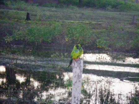 Album - pantanal