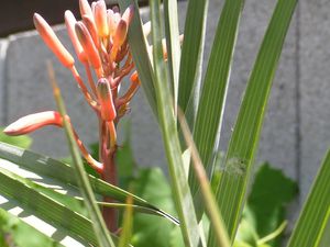 L'Aloé vera de mon jardin...