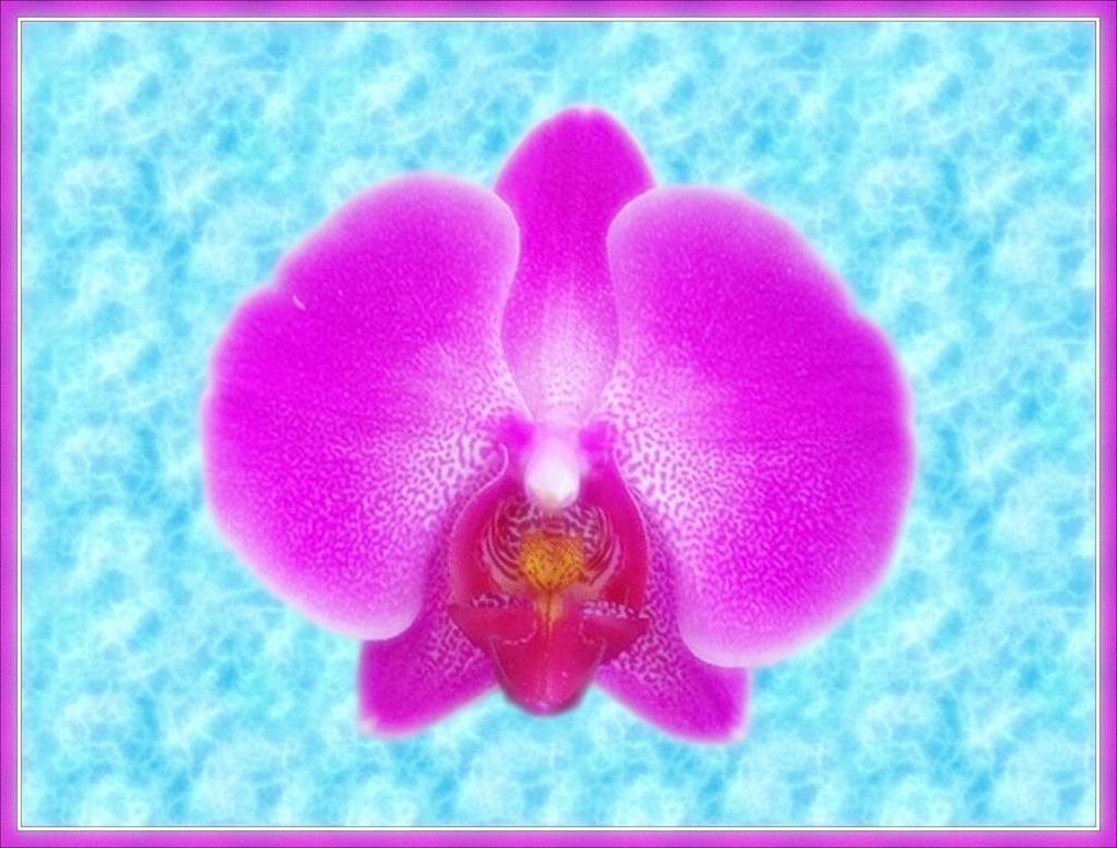 ©Illustration orchidées par Fathia NASR