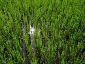 L'occasion pour les vacanciers de découvrir entre autre les rizières, les liserons d'eau qui ont une place importante dans l'alimentation locale, les vaches aux grandes oreilles et les geckos au cri bien caractéristique.