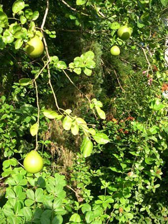 Les fleurs sont dûes aux diverses plantations  et boutures de Mica;