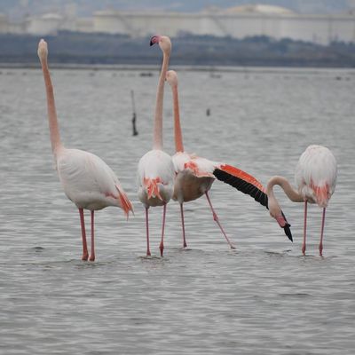 les flamants roses dans le monde 