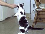 Un chat dressé comme un chien!!!/Bengal Cat thinks he's a dog