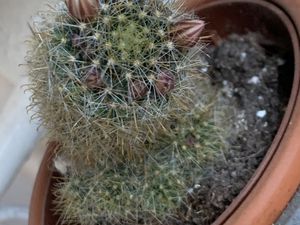 cactus sur charlotteblablablog