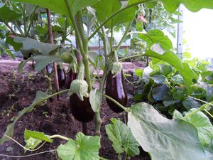 Tomates, aubergines, melons et poivrons..... Courgettes et concombres sont dans le jardin