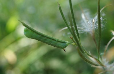 Chenille du grand sphinx de la vigne