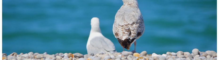 Etretat - Episode 3 - Birds