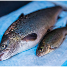 Les poissonniers accueillent le saumon GM durable d'AquaBounty (aux États-Unis d'Amérique)