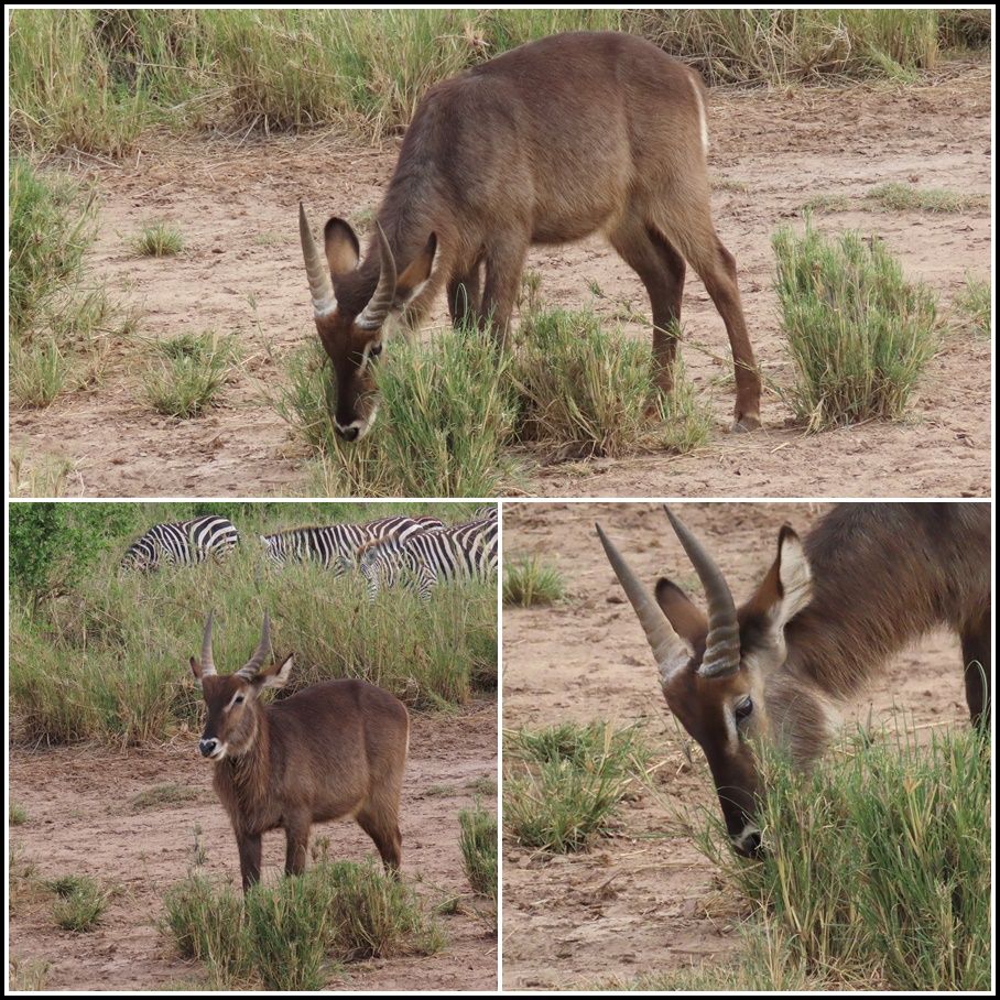 Le Kobus, aussi appelé Cobe à croissant, waterbuck ou antilope sing-sing !