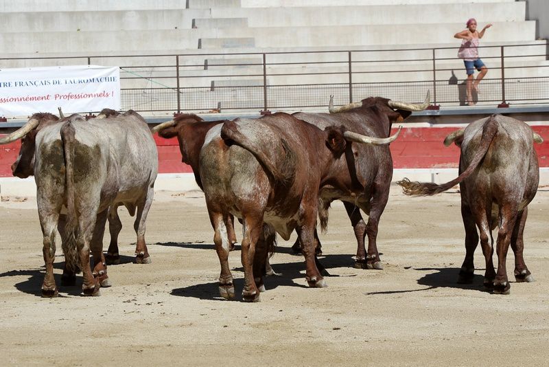 Dimanche 26 août 2012 - 4 erales de Tierra d'Oc pour El Rafi, Virgil, Thomas Ubeda et Solalito (Centre Français de Tauromachie de Nîmes)