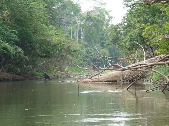 Album - Panama-dans-la-jungle-du-Darien