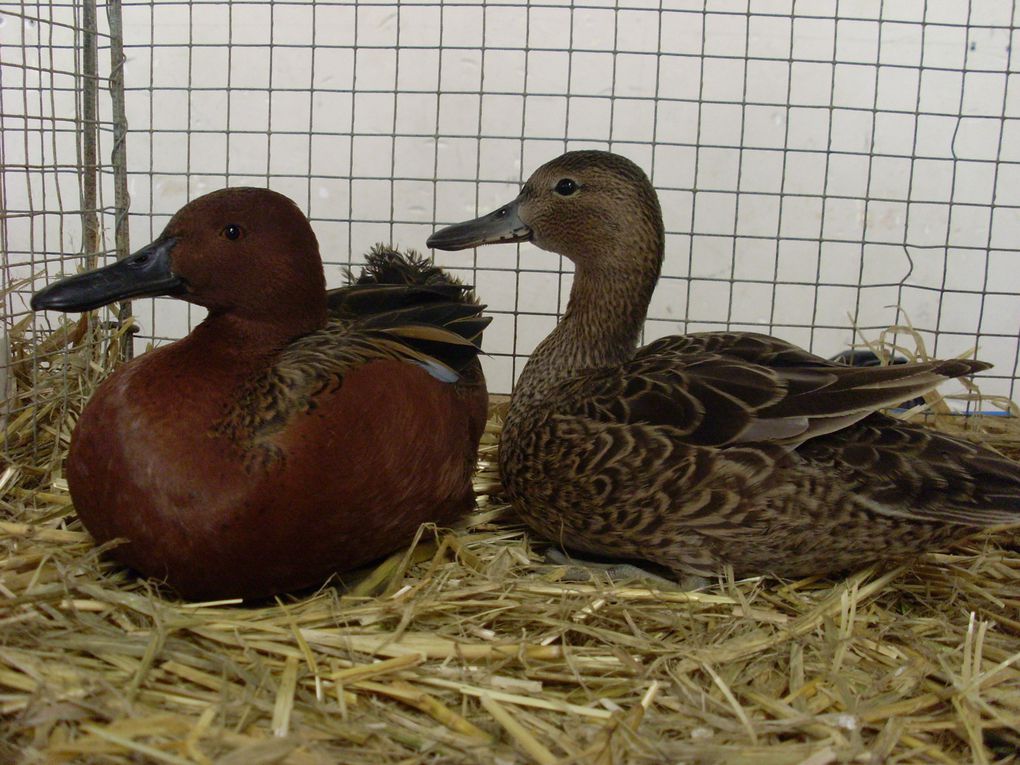 Un aperçu des animaux primés lors de l'exposition