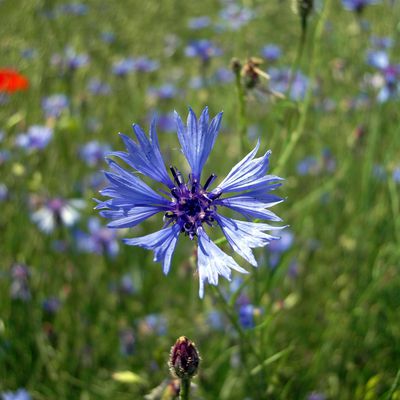 Beauté Florale