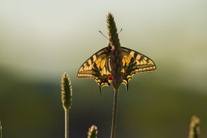 Dans le Val de Bièvre...