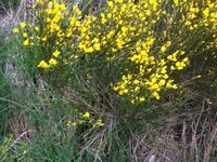 Genêt à balai, sapin et Vaccinium myrtillus (les myrtilles bien de chez nous)