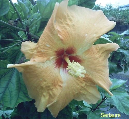 Tout un florilège de fleurs et de fruits de polynesie
Au fil des articles découvrez ou redécouvrez les merveilles que nous offre la nature
