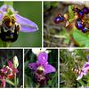 Quelques orchidées sauvages