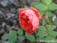 Les rosiers en S. de Sp. à Sz.