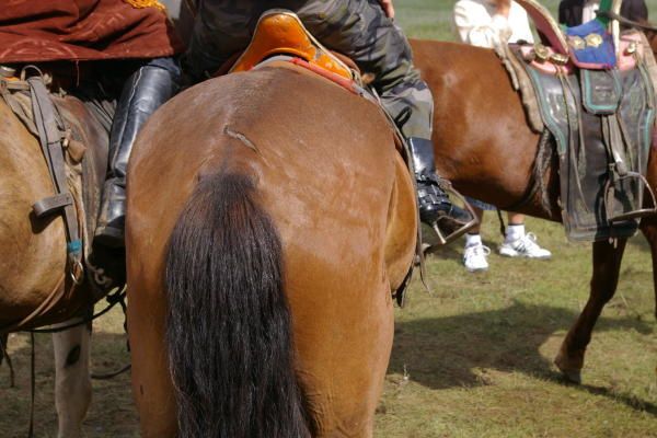 Ins&eacute;paarbles cavaliers et chevaux mongols