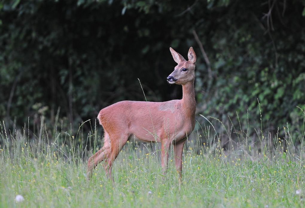 Chevreuil européen (Capreolus capreolus).