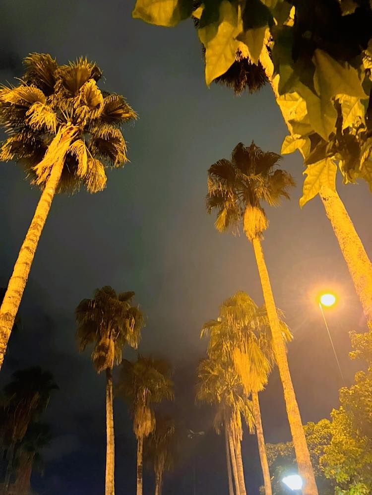 Palme di notte a Piazza Lolli (foto di Maurizio Crispi)