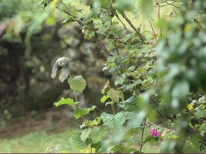 Les jardins des espaces de nature peu connus