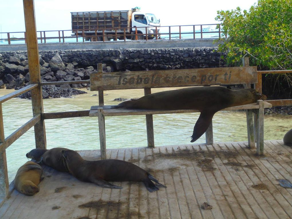 Archipel des Galápagos - un rêve éveillé